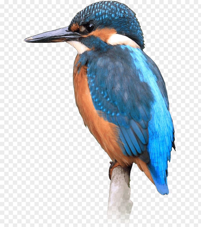 Kingfisher Bird Common Local Nature Reserve PNG