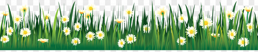 Lawn Flower Drawing Tulip Clip Art PNG