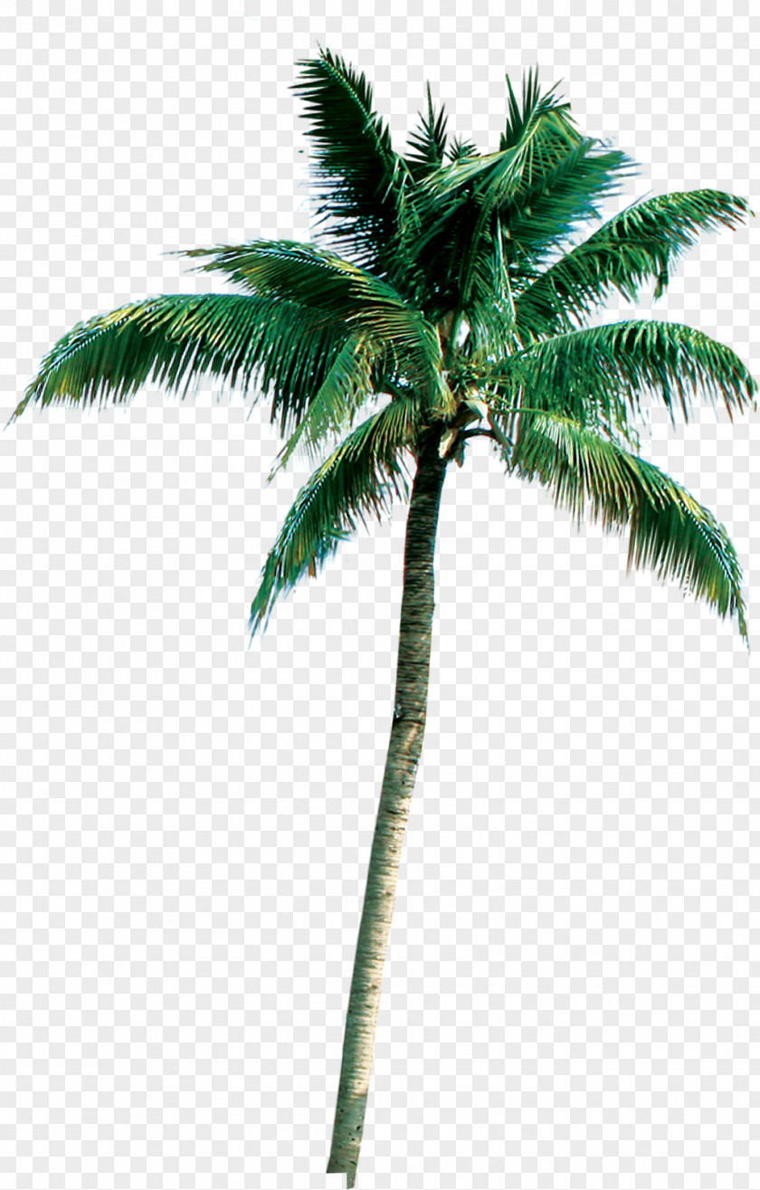 Manzanita Branches Wholesale Palm Trees Coconut Clip Art Roystonea Regia PNG