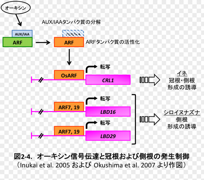 Auxin Cytokinin Root Thale Cress Plants PNG