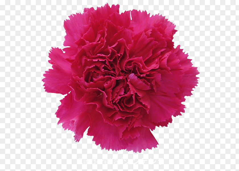 CARNATION Carnation Cut Flowers Gift Pink PNG