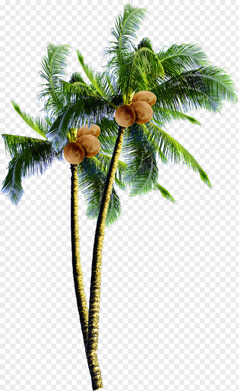 Desert Palm Tropics Date Tree Leaf PNG