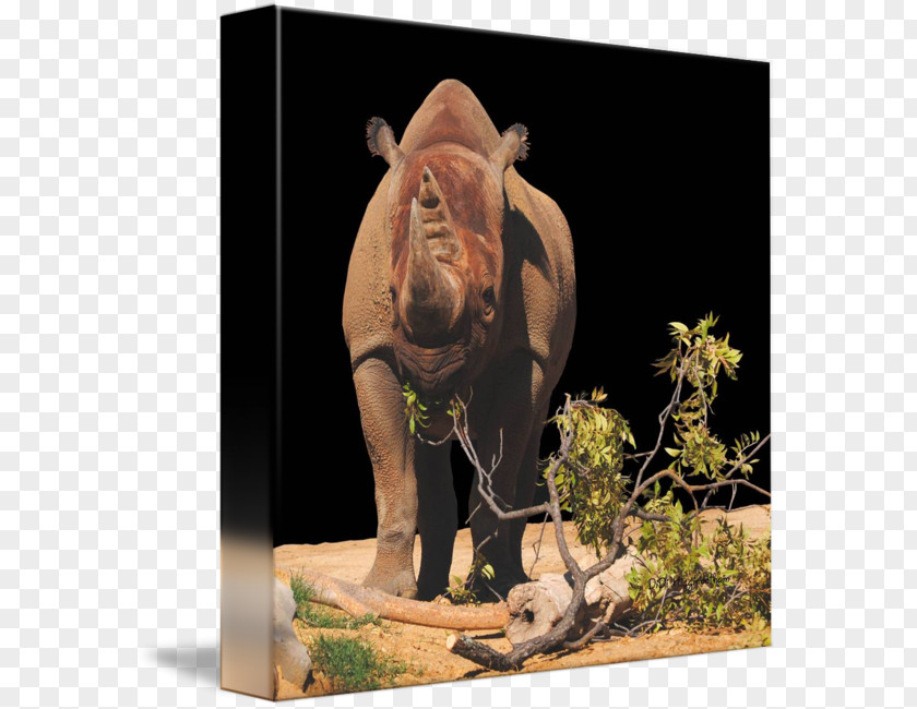 India Indian Elephant Rhinoceros Wildlife Terrestrial Animal PNG