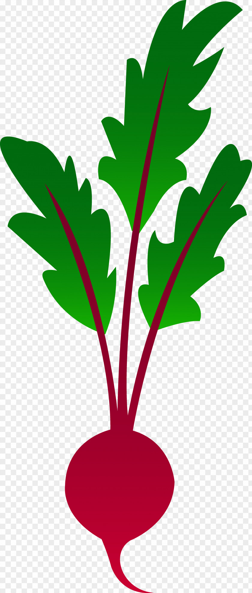 Vegetable Garden Clipart Beetroot Clip Art PNG