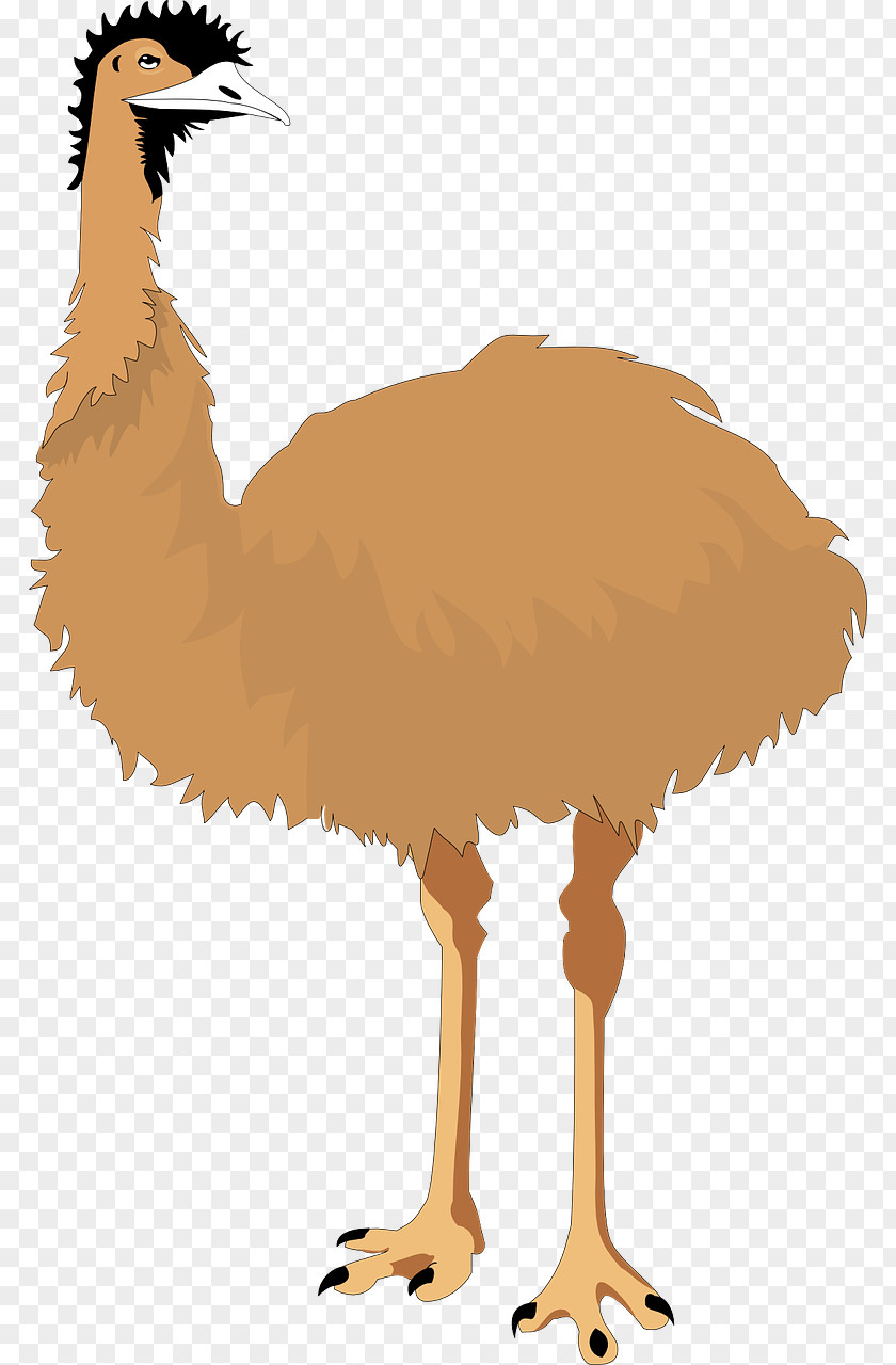 Brown Ostrich Common Emu Bird Cartoon Clip Art PNG