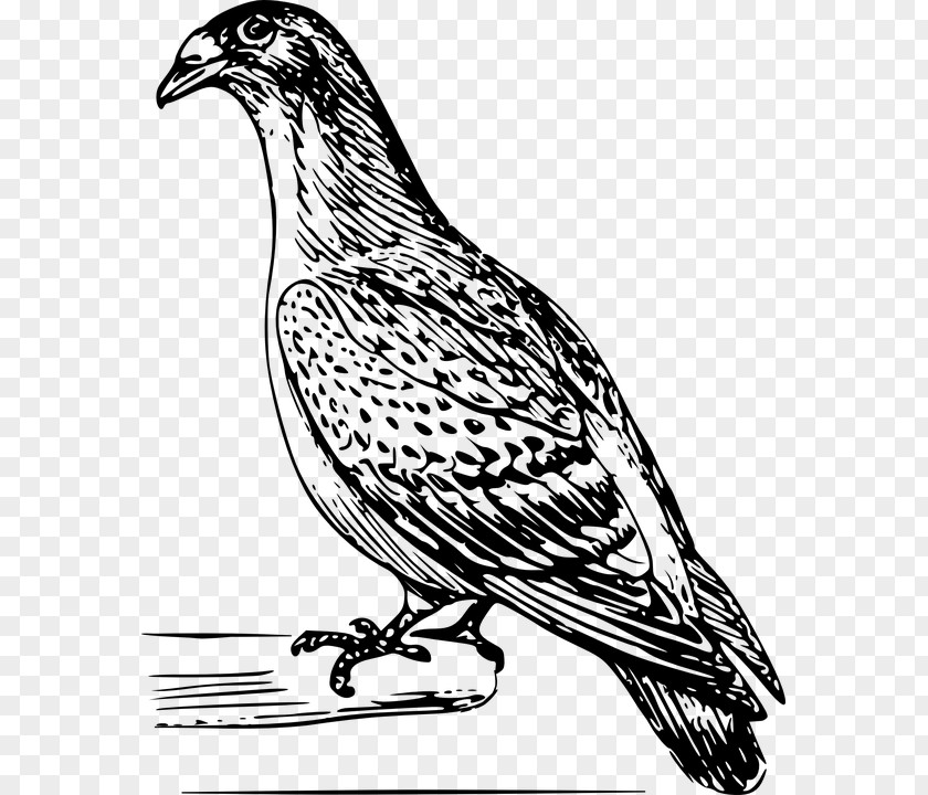 Drawing Domestic Pigeon Clip Art PNG