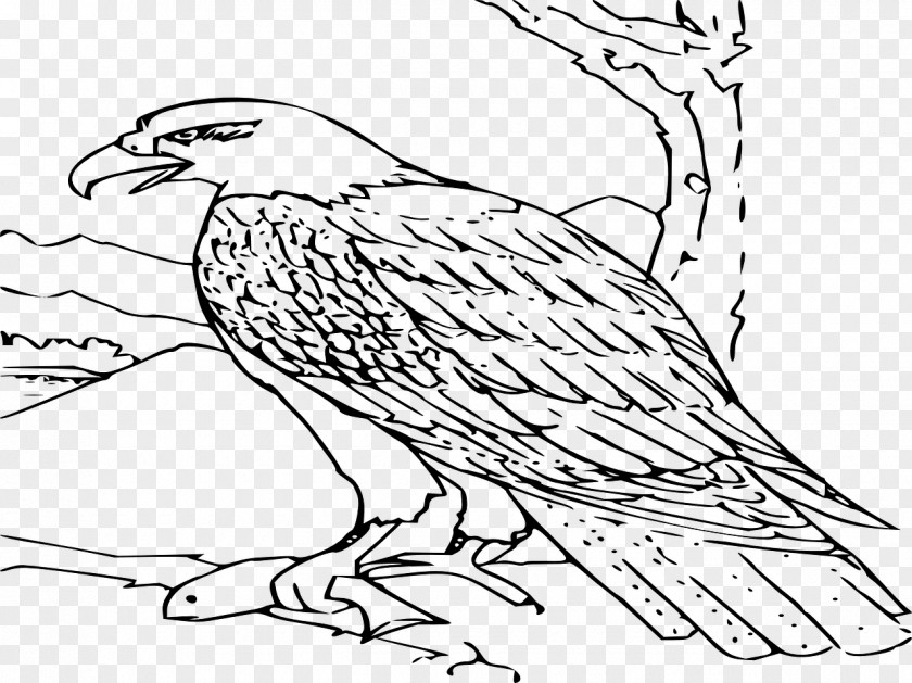 Eagle Drawing Bald Clip Art PNG