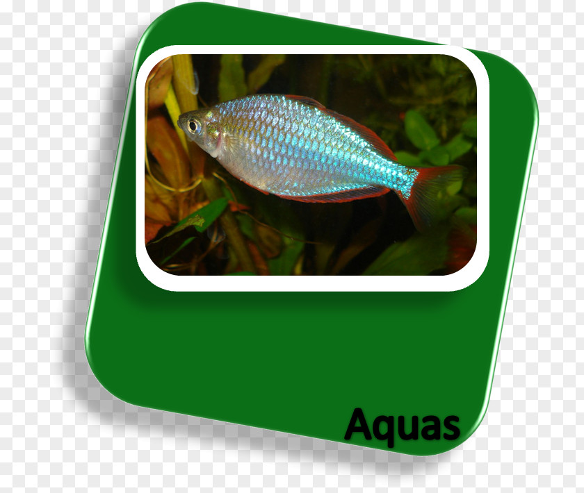 Fish New Guinea Neon Rainbowfish Lake Kutubu Boeseman's Aquarium PNG
