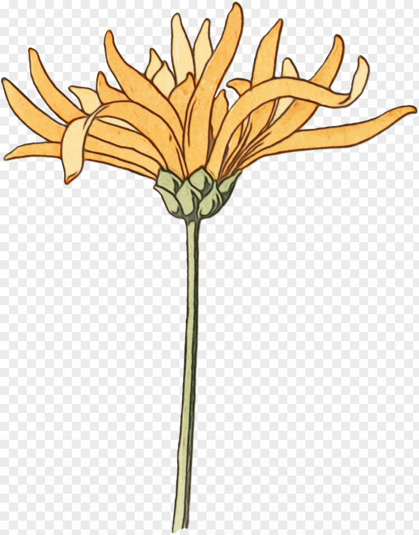 Oxeye Daisy Cut Flowers Floral Design Plant Stem Clip Art PNG