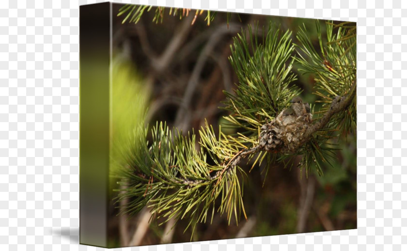 Pine Larch Vegetation Close-up Lawn PNG