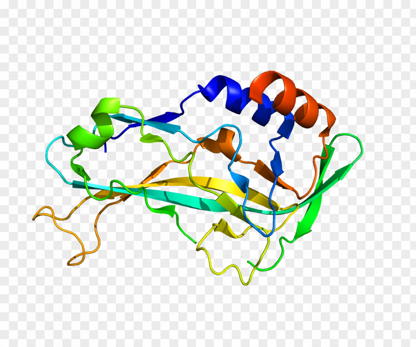 Gene T-box TBX5 Transcription Factor PNG