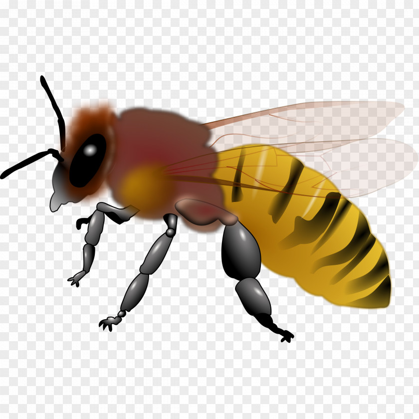 Honeybee Cliparts Honey Bee Bumblebee Clip Art PNG