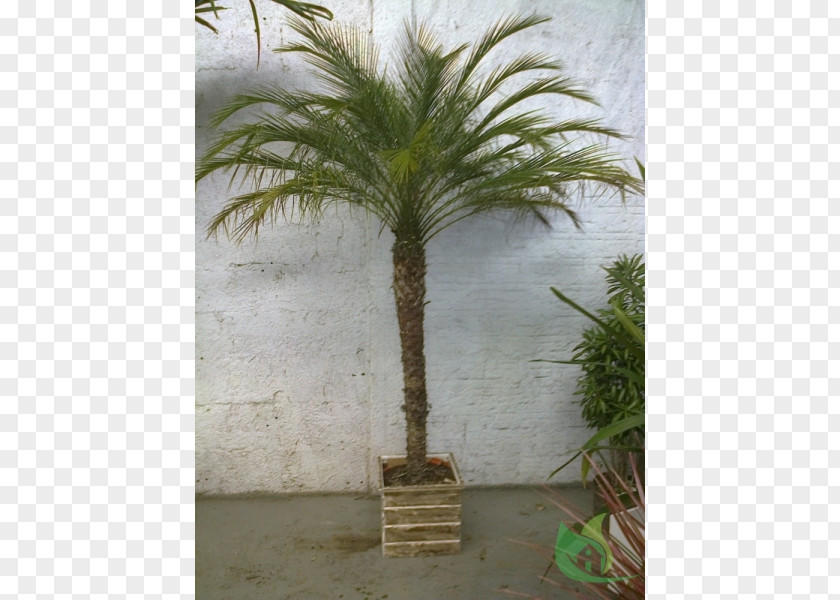 Phoenix Roebelenii Date Palm Flowerpot PNG