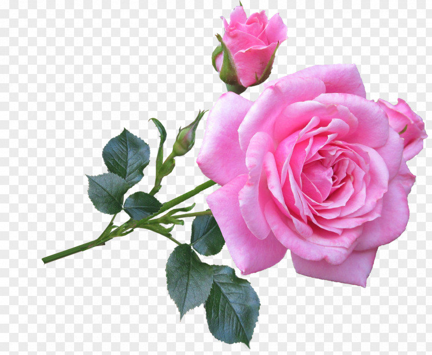 Rose Still Life: Pink Roses Flower Plant Stem PNG