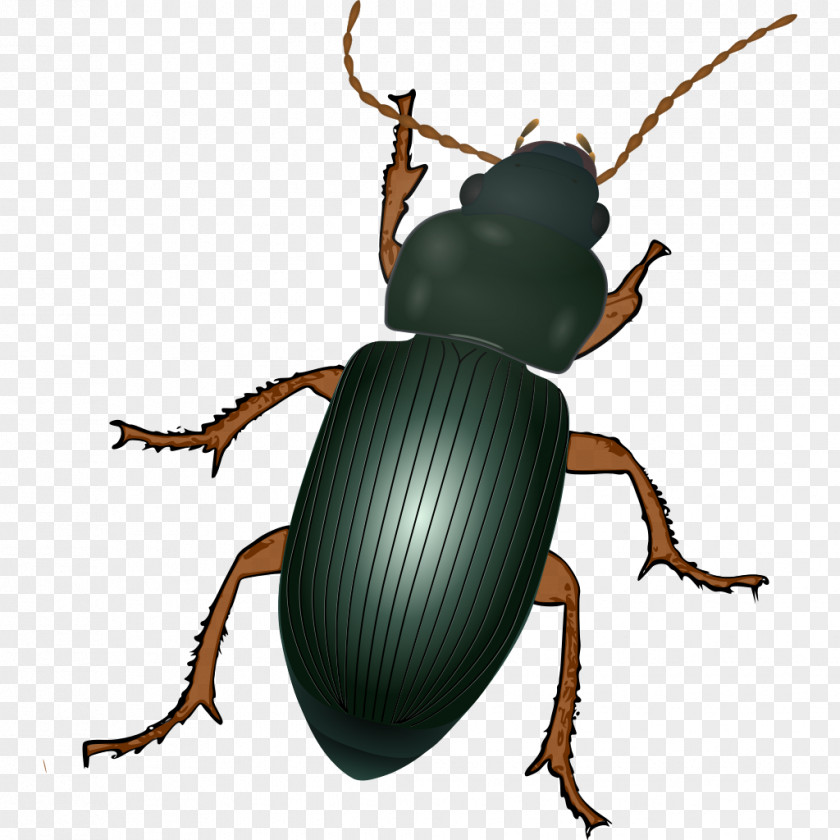 Beetle Dung Scarabs Weevil Arthropod PNG