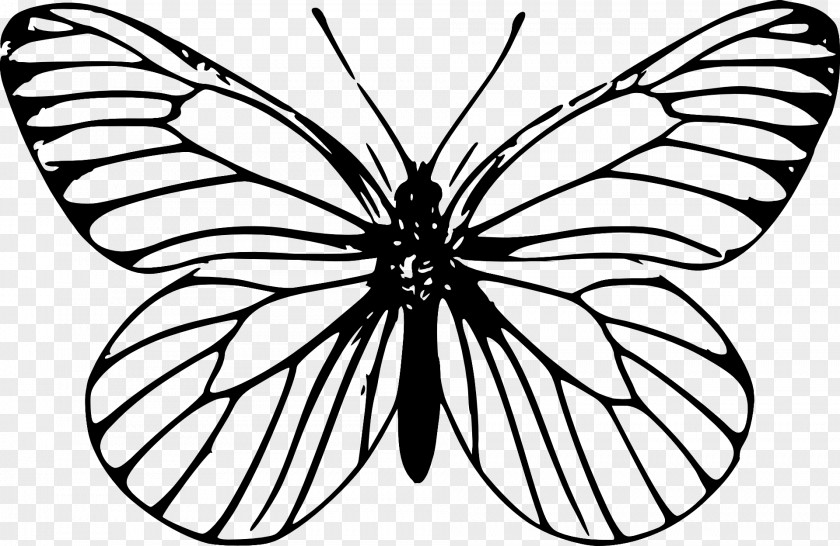 Butterfly Insect Outline Drawing Clip Art PNG