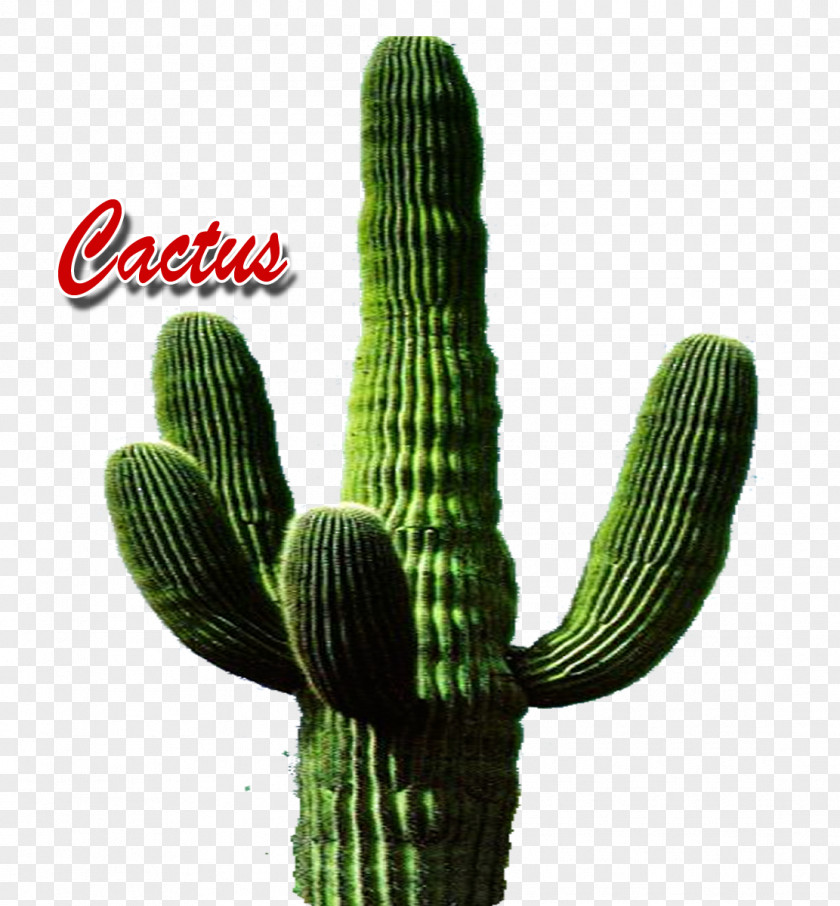 Cactus Triangle Image Name PNG