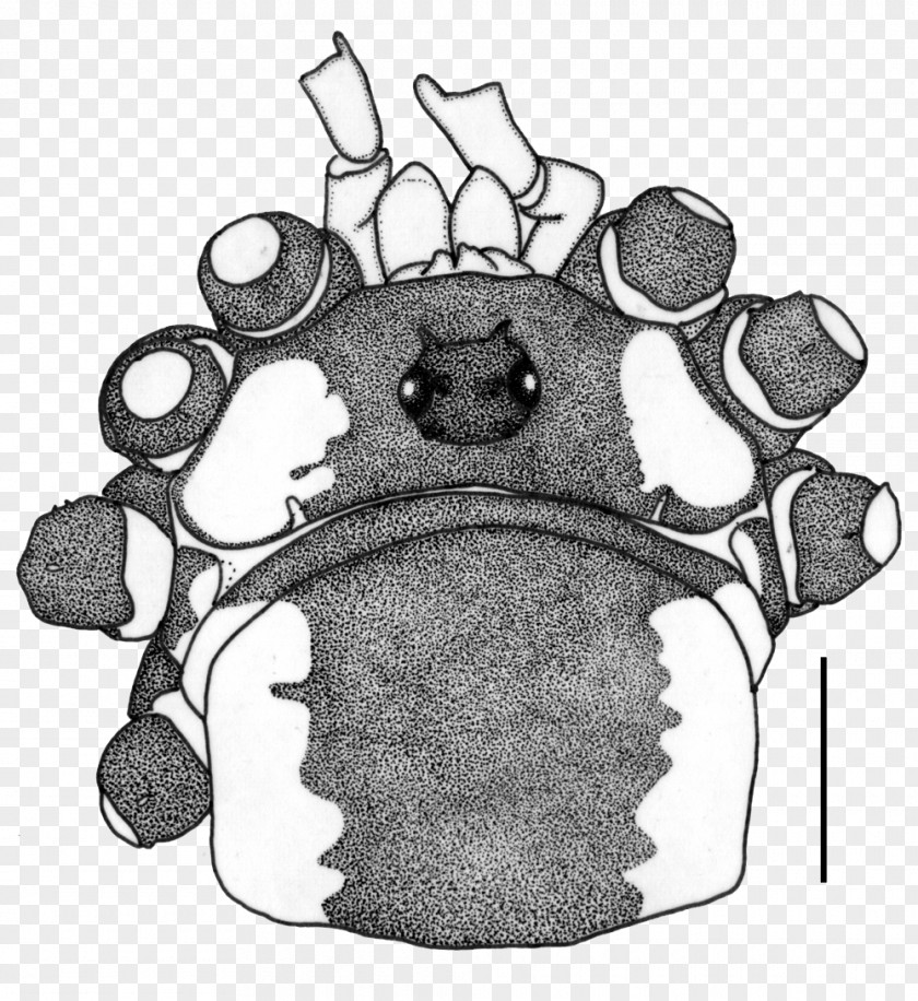 Copying Drawing Tree Human Behavior Headgear /m/02csf PNG