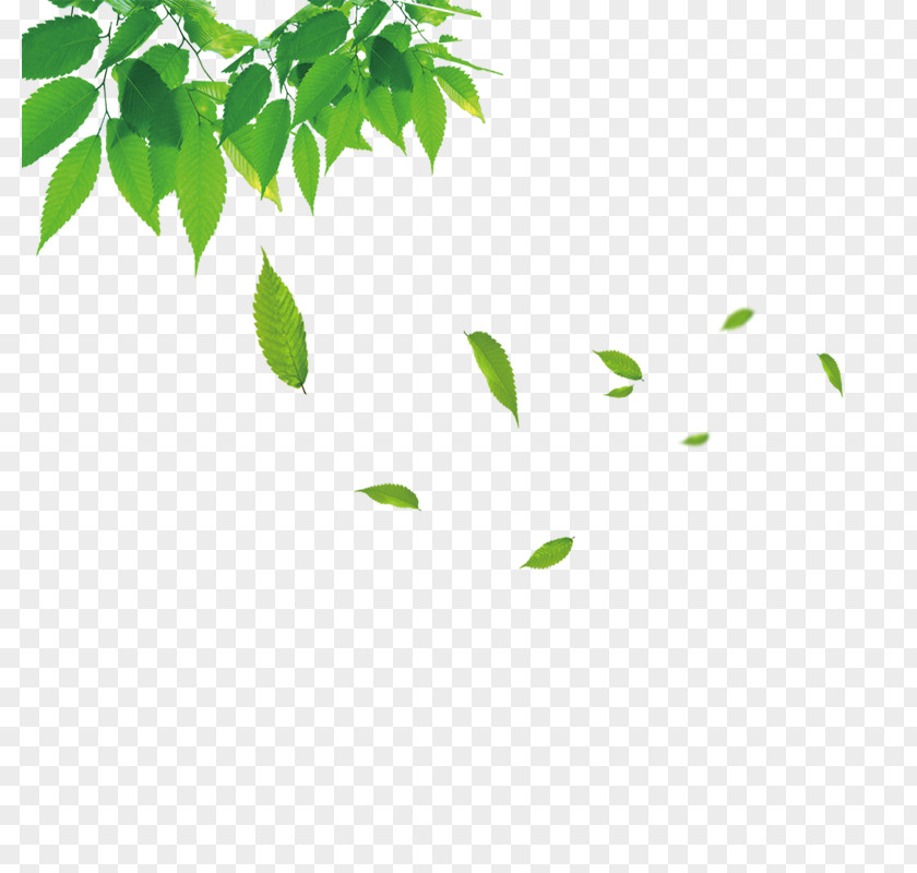 Floating Leaves Huanxiangshan Road Information Icon PNG