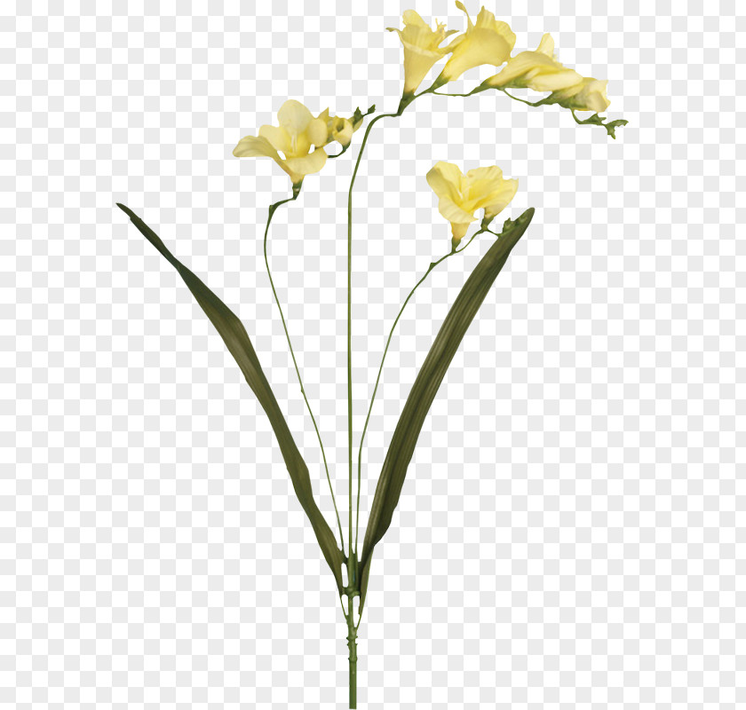 Flower Yellow Red Cut Flowers Blue PNG
