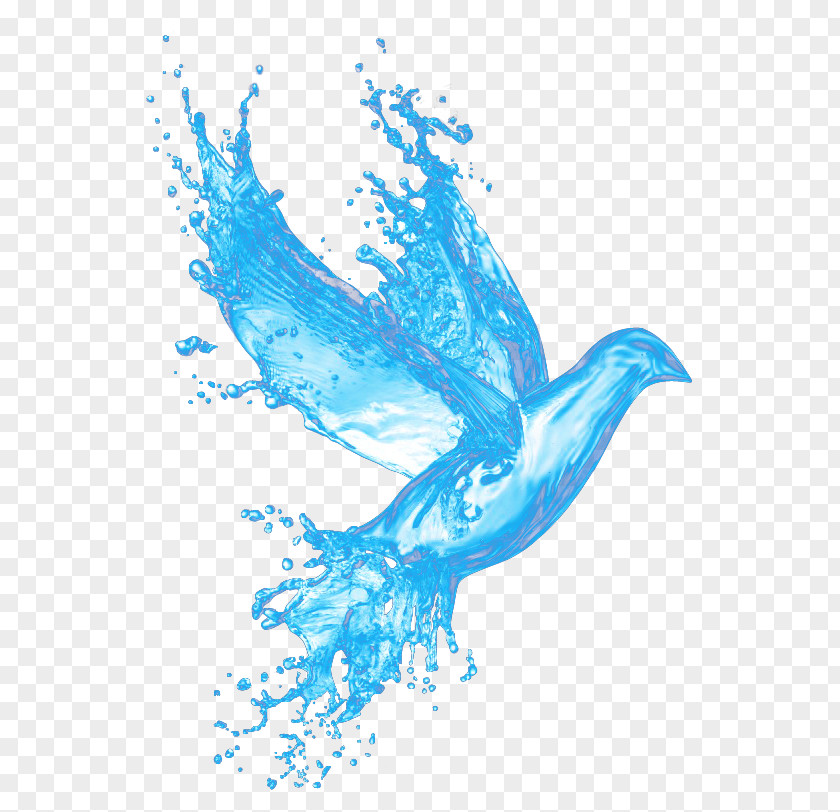Fresh Blue Water Pigeon Bible Snow Road First Baptist Church God Learning Disciple PNG
