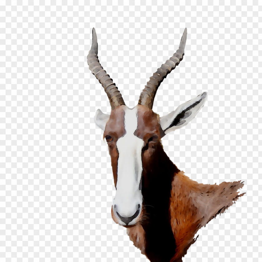 Gemsbok Hartebeest Springbok Trophy Hunting Deer PNG