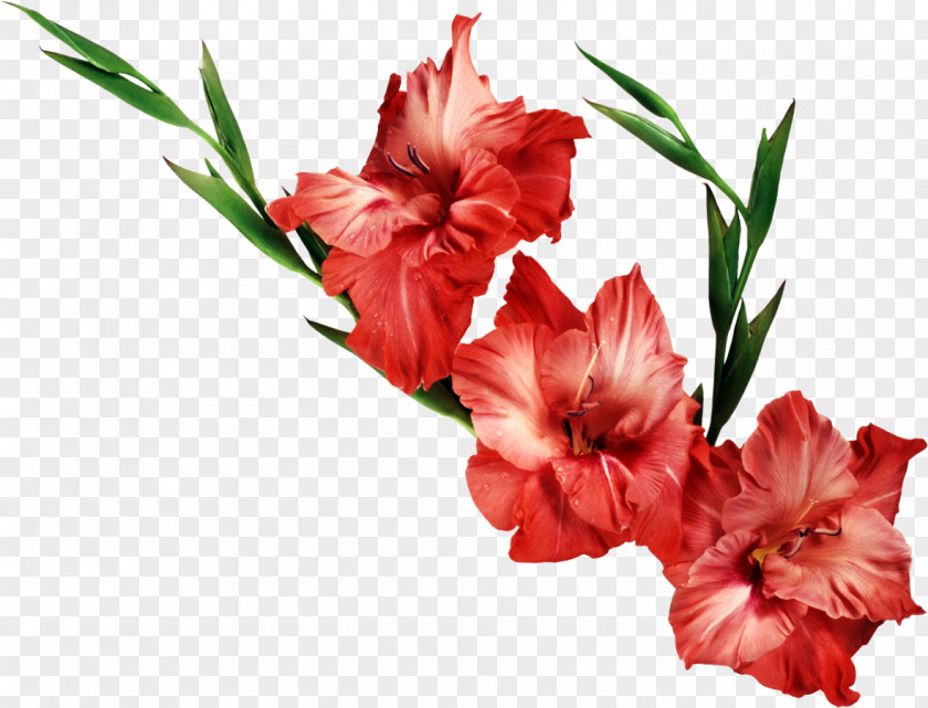 Gladiolus Transparent Background Birth Flower Wallpaper PNG