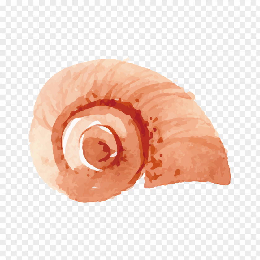 Pink Snail Seashell Orthogastropoda PNG