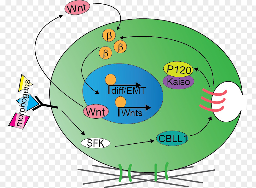 Stem Cell Developmental Biology Mesoderm Signaling PNG