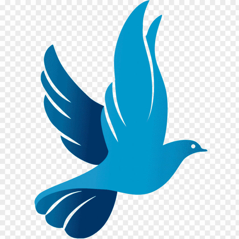 Symbol Columbidae Rock Dove Doves As Symbols Peace PNG