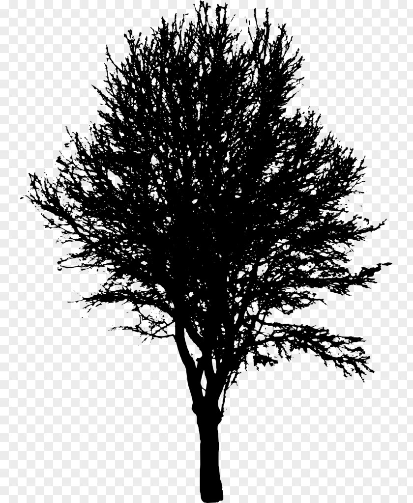 Tree Light Transparency Vector Graphics Silhouette Clip Art PNG