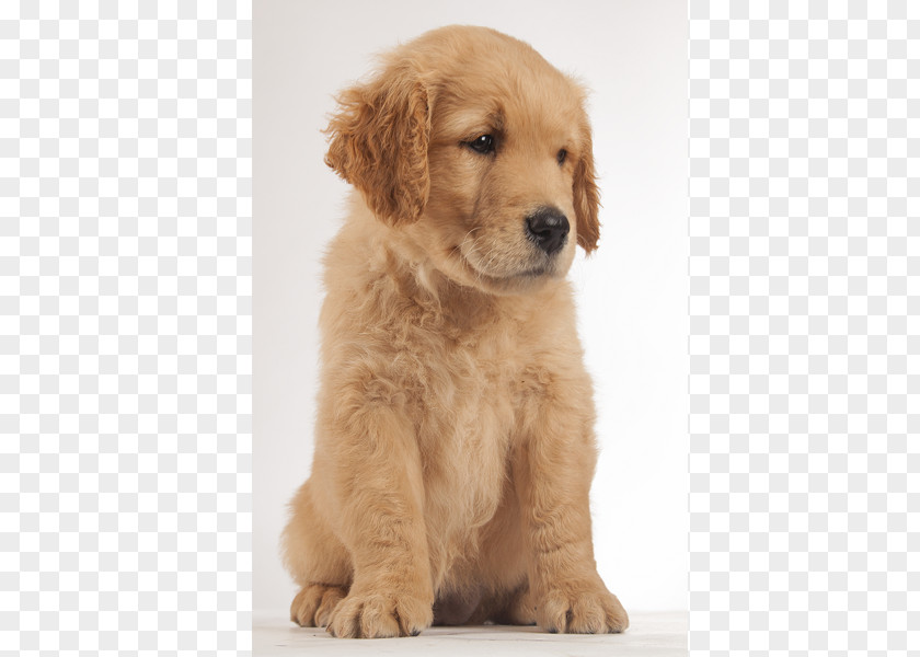 Golden Retriever Goldendoodle Puppy Dog Breed Companion PNG