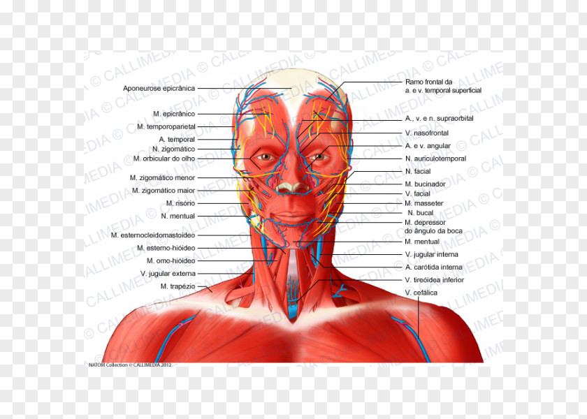 Muscular System Nerve Neck Muscle Human Anatomy PNG