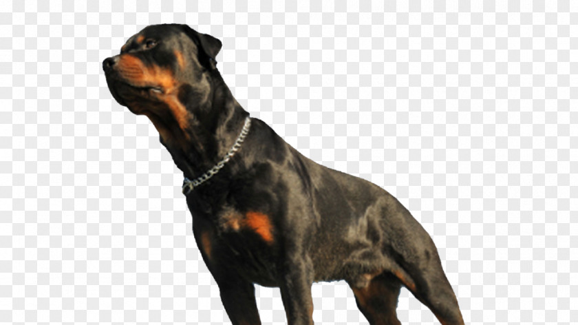 Farm Heroes Rottweiler Dog Breed Bite Snout PNG