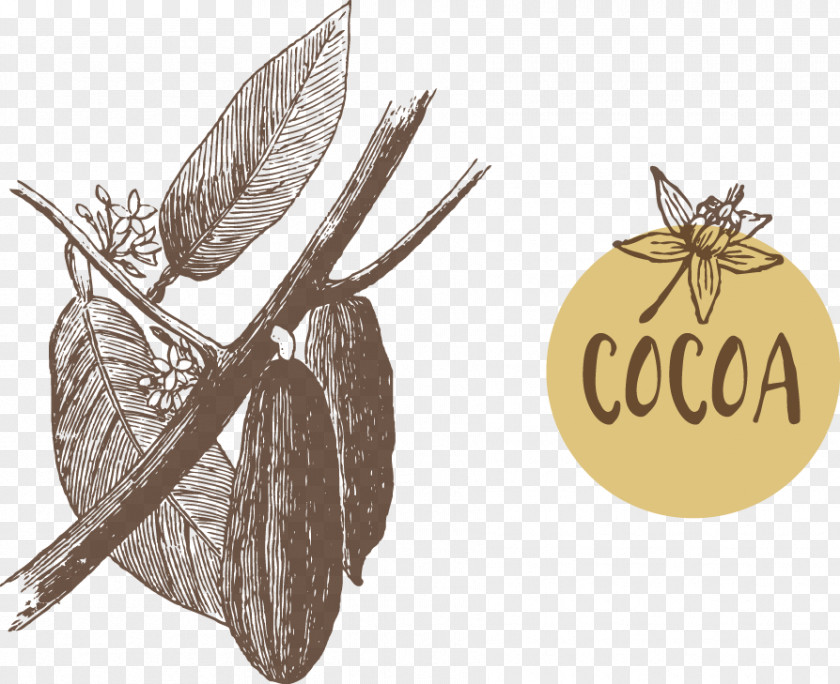 Fruit Of The Cacao Tree Vector Illustration Cocoa Bean Euclidean Theobroma PNG