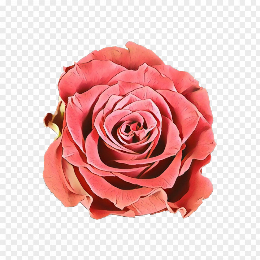 Garden Roses Cabbage Rose Floribunda Cut Flowers PNG