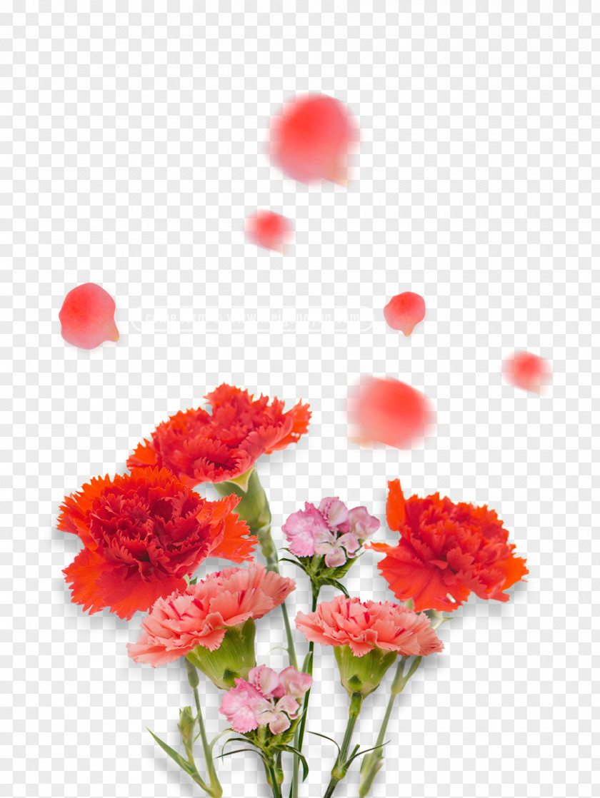 Mothers Day Flower Carnations Carnation Image Red PNG