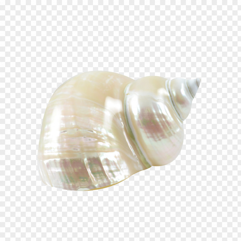 Seashell Shankha Conch Jewellery Glass PNG