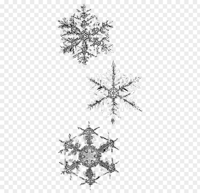 Snowflake Winter PNG