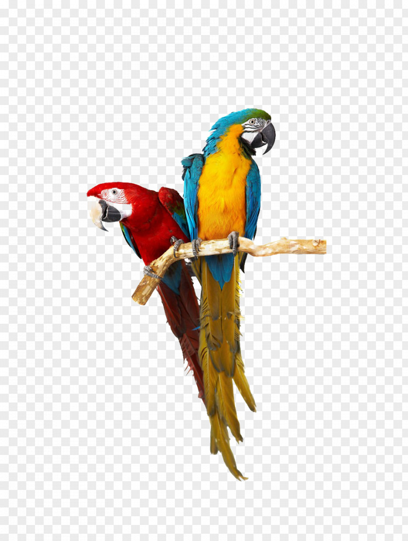 Two Color Parrots Birdcage Cockatoo Budgerigar Companion Parrot PNG
