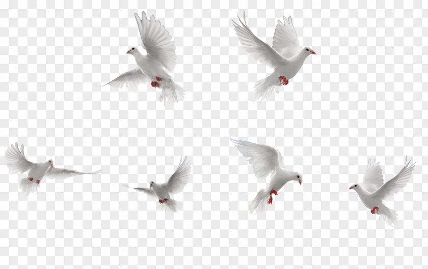 White Birds Collection Bird Rock Dove Flight PNG