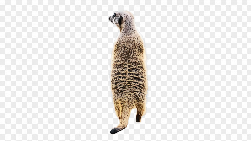 Wildlife Viverridae Meerkat Mongoose Tail PNG
