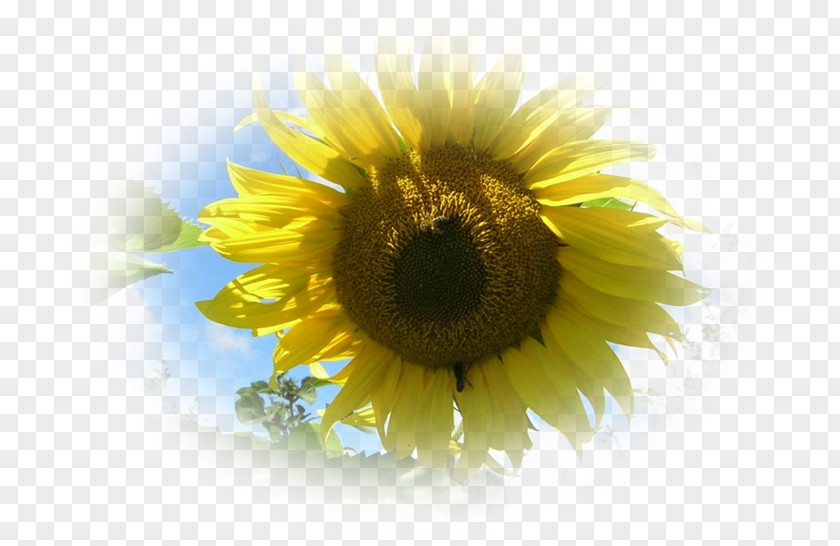 Amour Sunflower M June 0 Partilhar Peace PNG