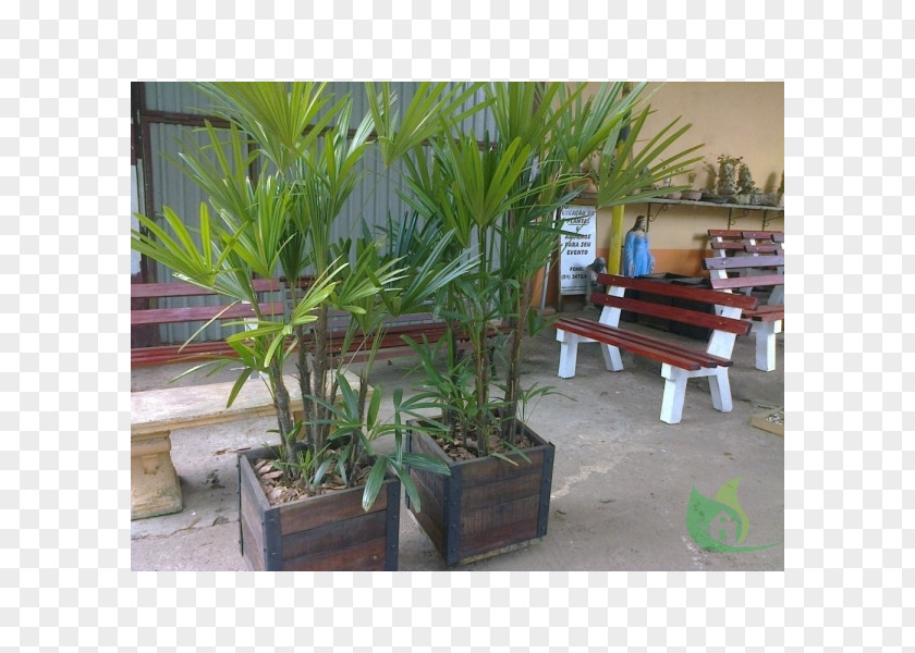 Dracena Canoas Garden Center Rs Cachepot Flowerpot Gardening PNG