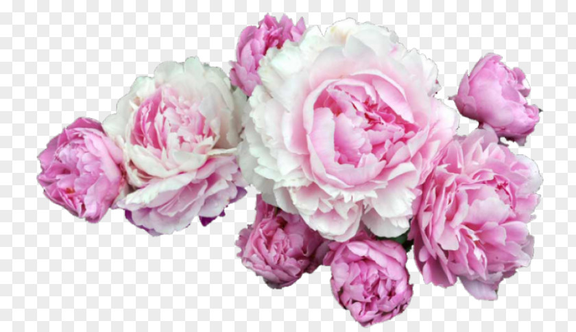 Peony Chinese Clip Art PNG