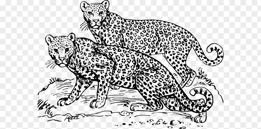 Snow Leopard Cliparts Cheetah Amur Jaguar Clip Art PNG
