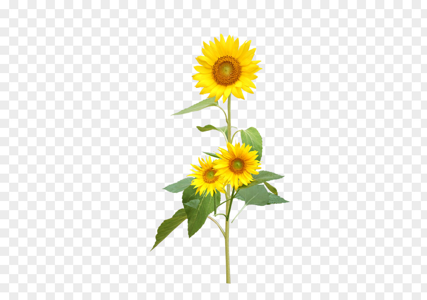 Sunflower Common Seed Perennial PNG