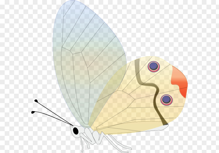 Butterfuly Butterfly Insect Clip Art PNG