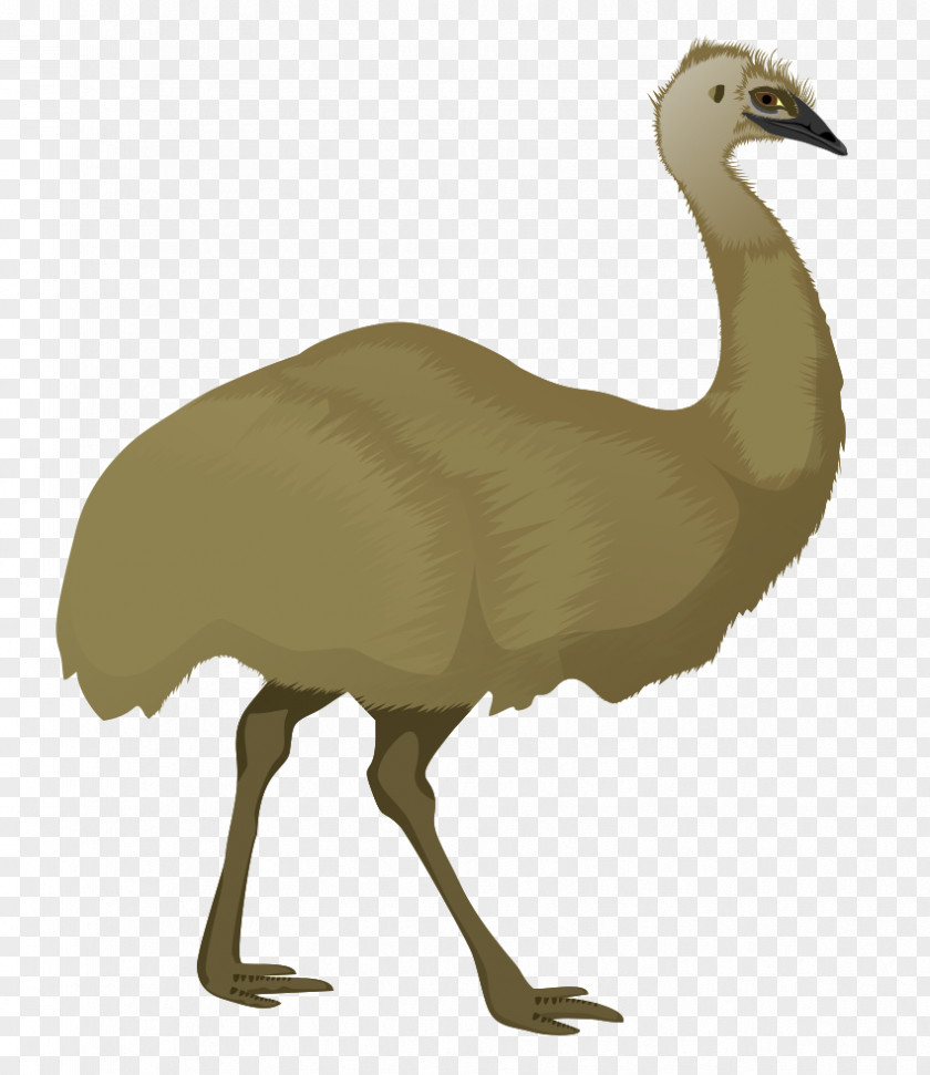 Emu Cliparts Stock.xchng Royalty-free Clip Art PNG