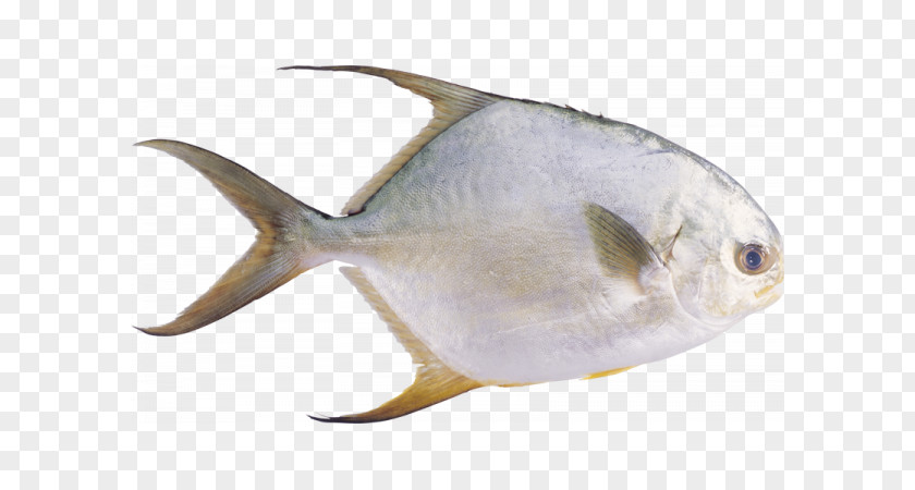 Fish Pompano Pampus Argenteus Stromateidae Common Carp PNG